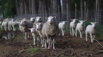 Sheep in a dark wood